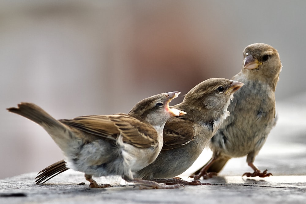 a group of birds standing next to each other