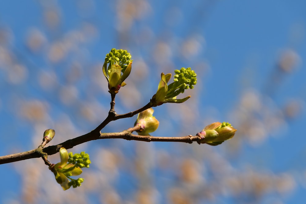 the buds of a tree with a blue sky in the background