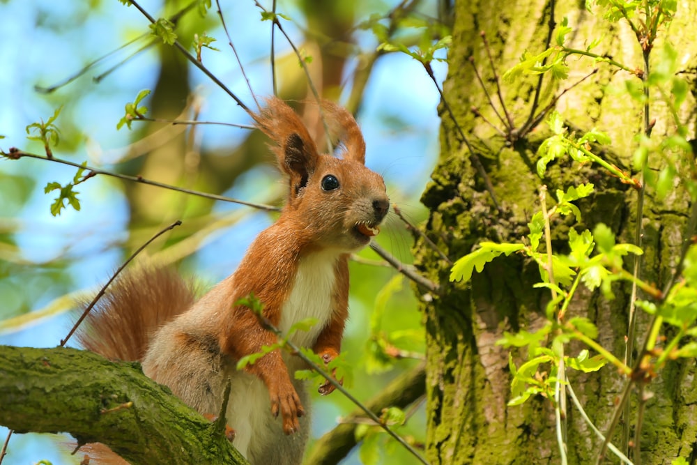 a squirrel is sitting on a tree branch