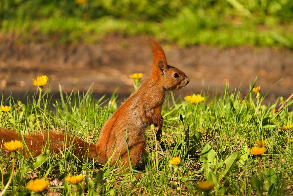 a squirrel is sitting in the grass with dandelions