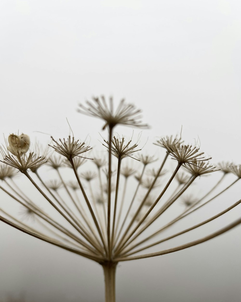 a close up of a flower on a foggy day