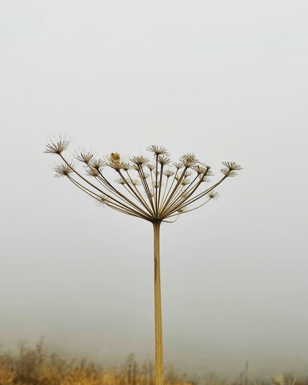 a tall plant in the middle of a field
