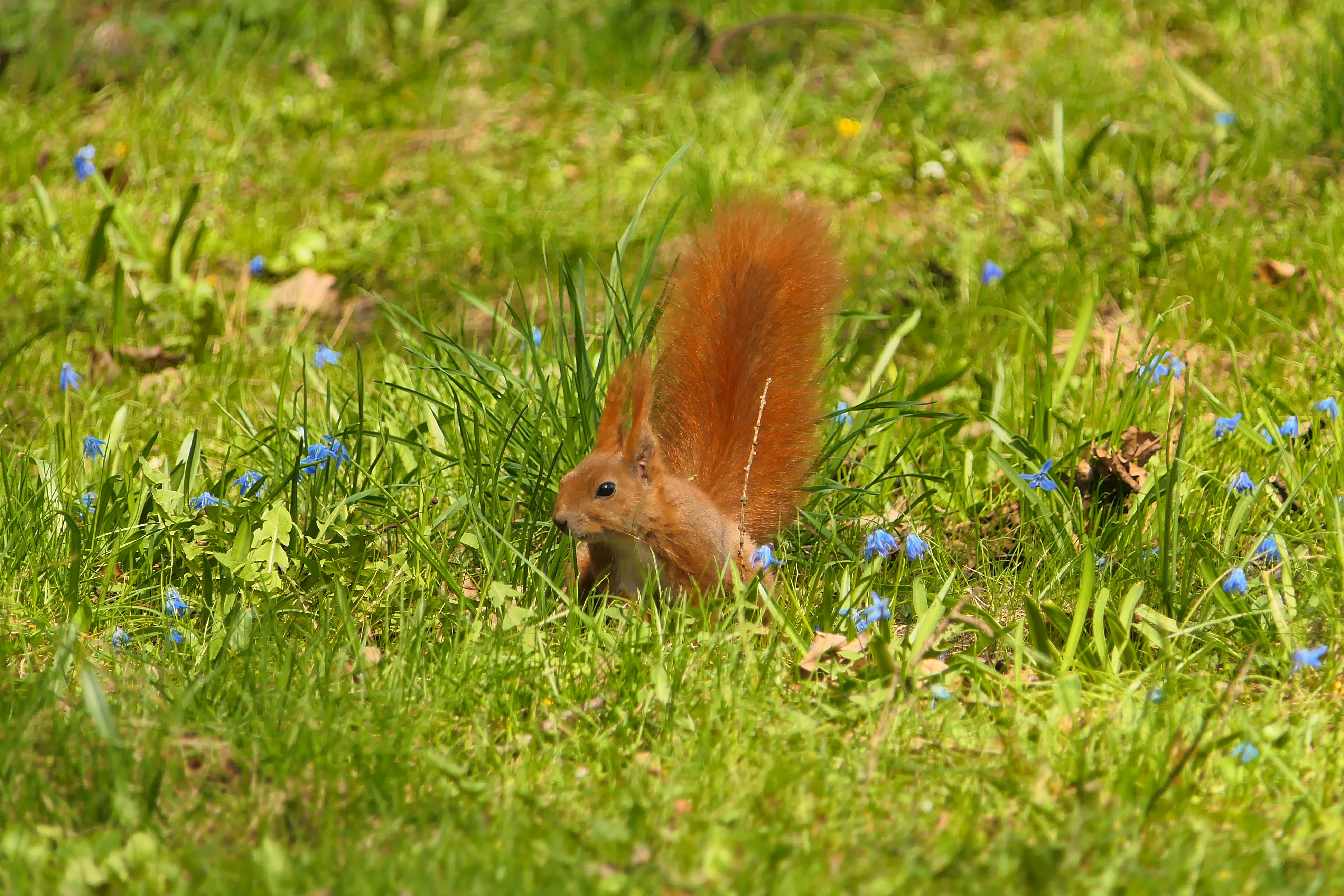 a red squirrel is standing in the grass