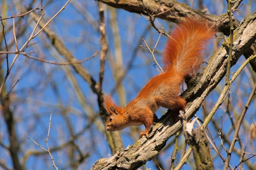 a squirrel is climbing up a tree branch