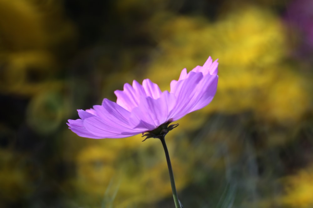 a close up of a purple flower with a blurry background