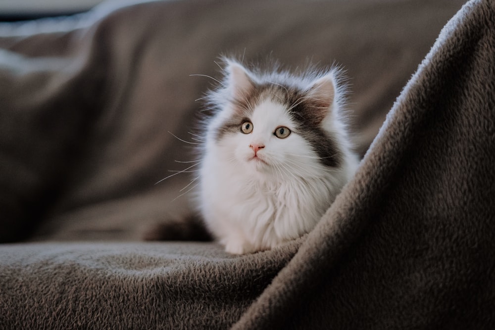 a white and gray cat sitting on top of a bed