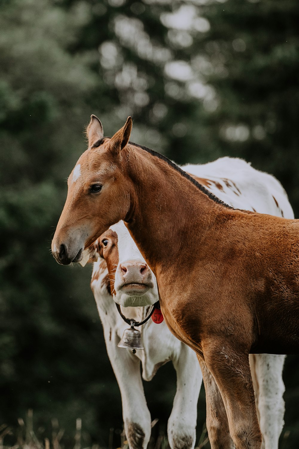 two brown and white horses standing next to each other