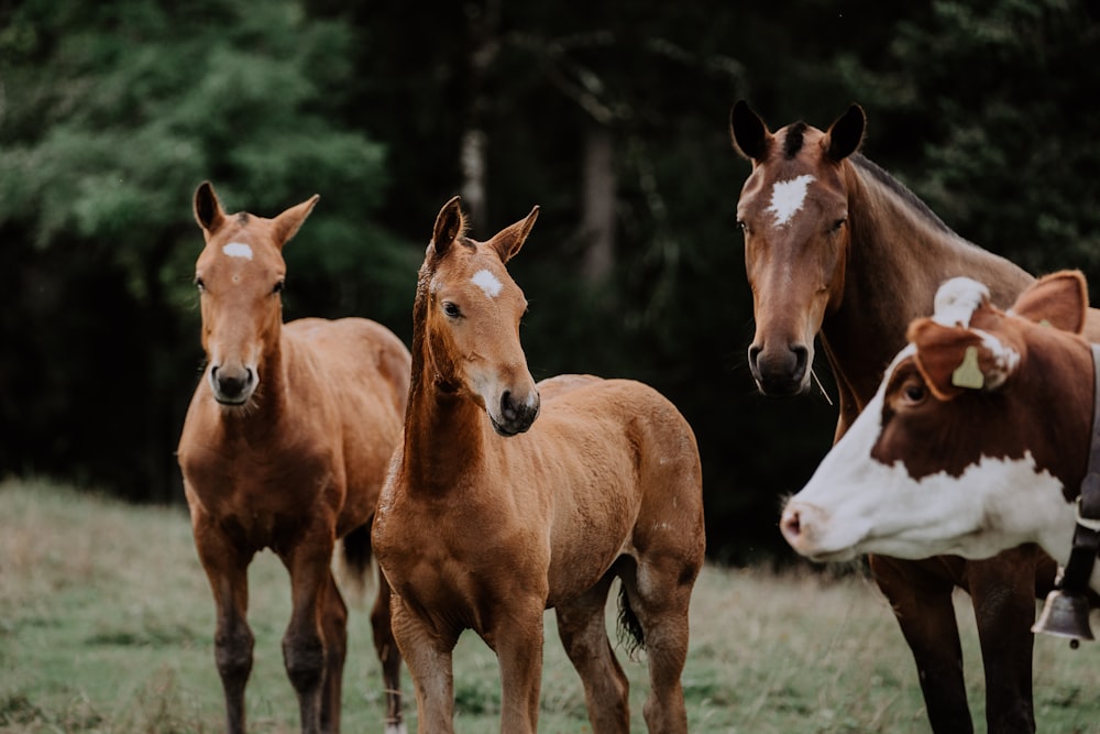 eine Gruppe von Pferden, die auf einem grasbedeckten Feld stehen