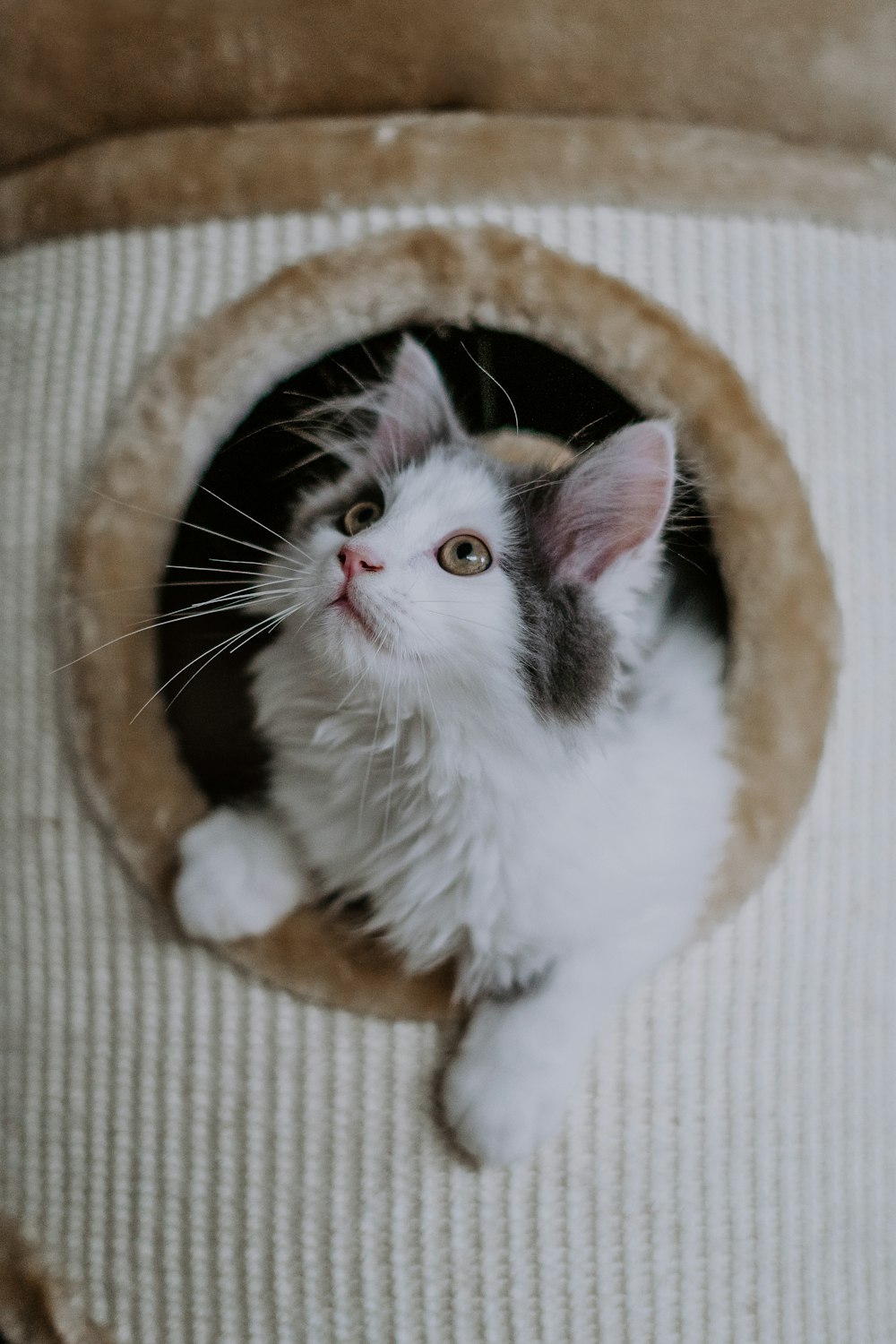 a cat sitting in a cat bed looking up