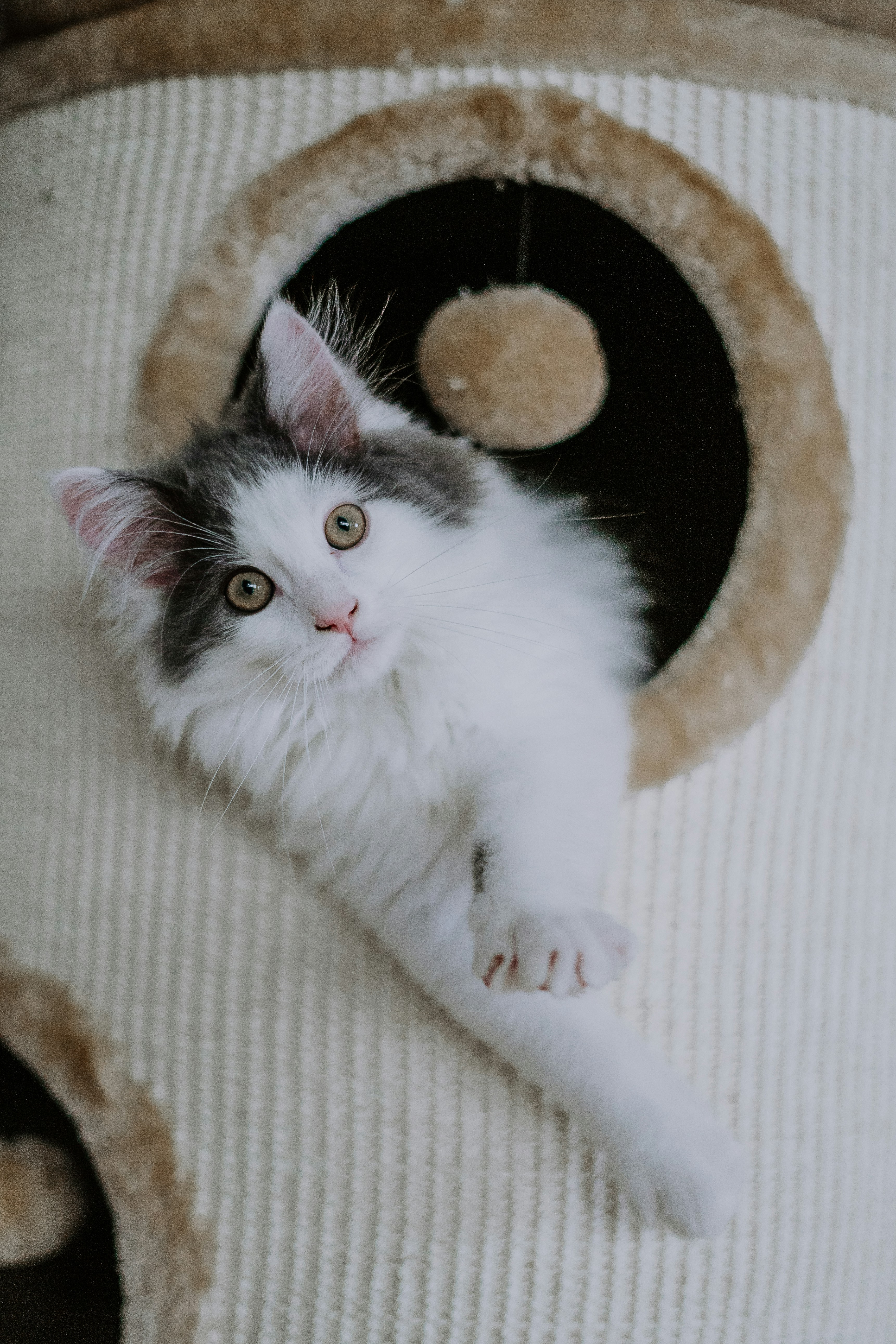Cute kitten on cat tree