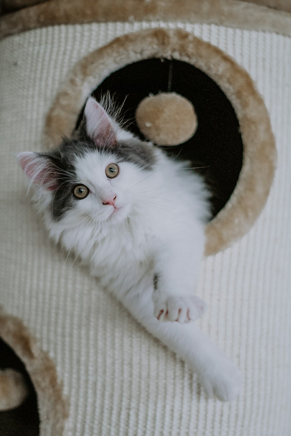 a cat laying on top of a cat tree