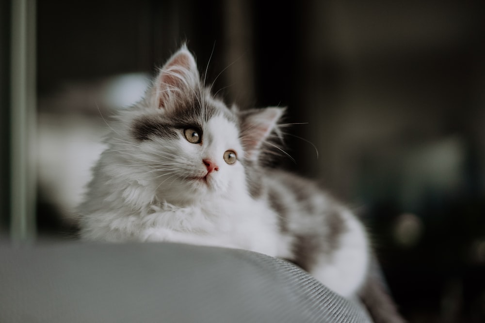 a gray and white cat sitting on top of a couch