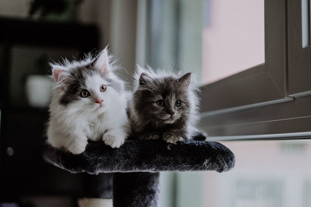 two kittens sitting on top of a cat tree
