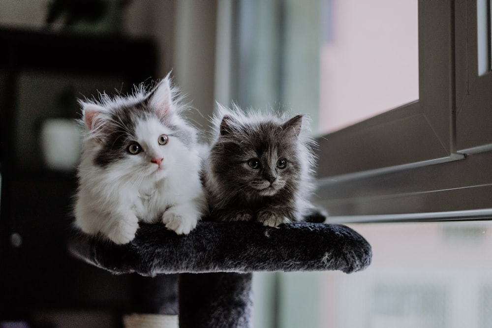 dois gatinhos sentados em cima de uma árvore de gato