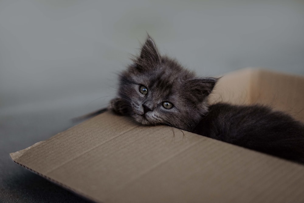 a kitten is laying in a cardboard box