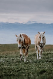 a couple of horses walking across a lush green field