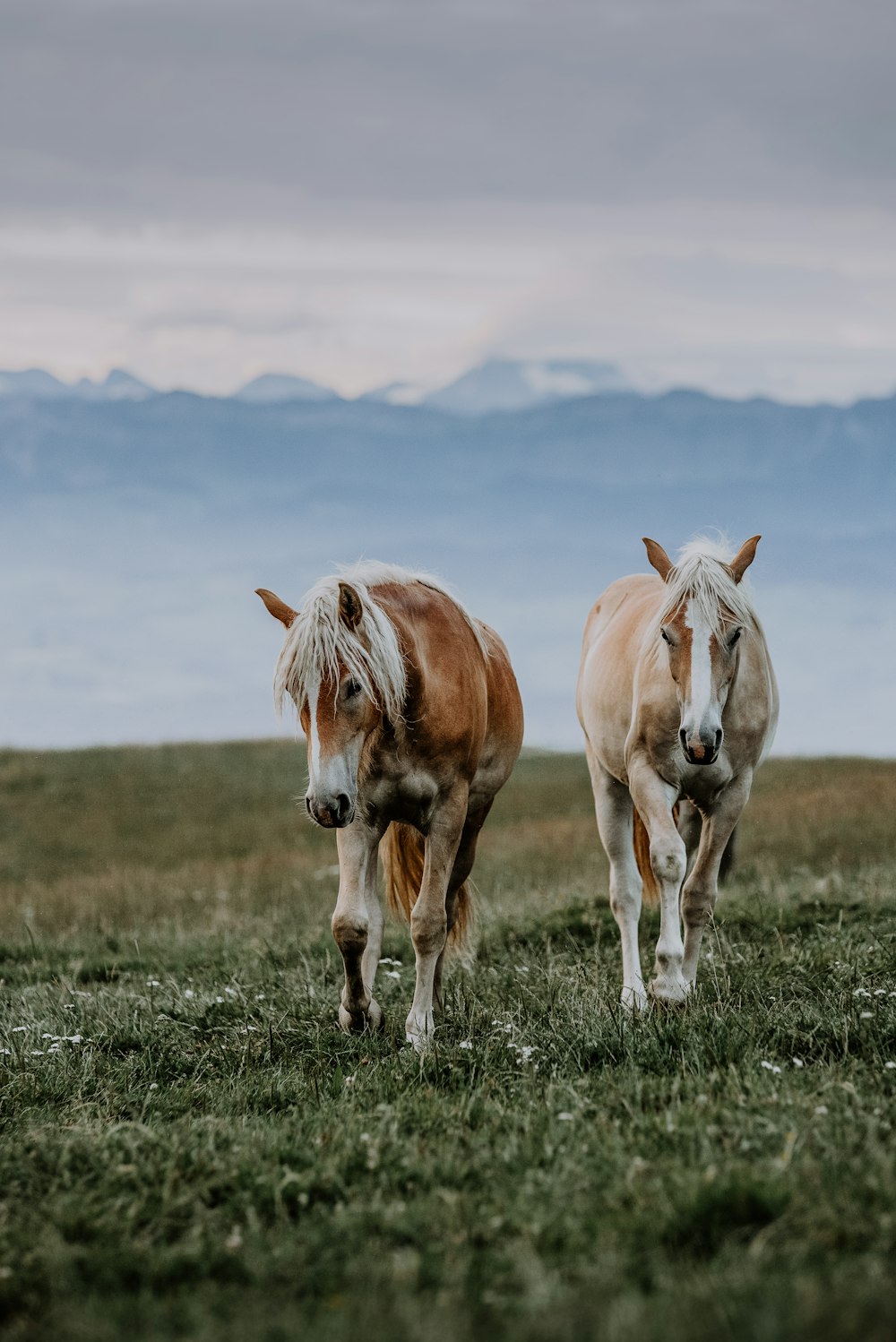 a couple of horses walking across a lush green field