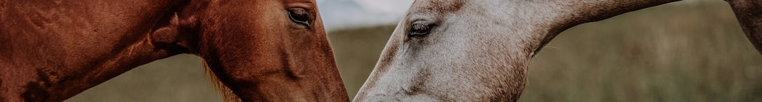 a couple of horses standing next to each other