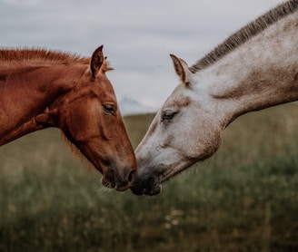 a couple of horses standing next to each other