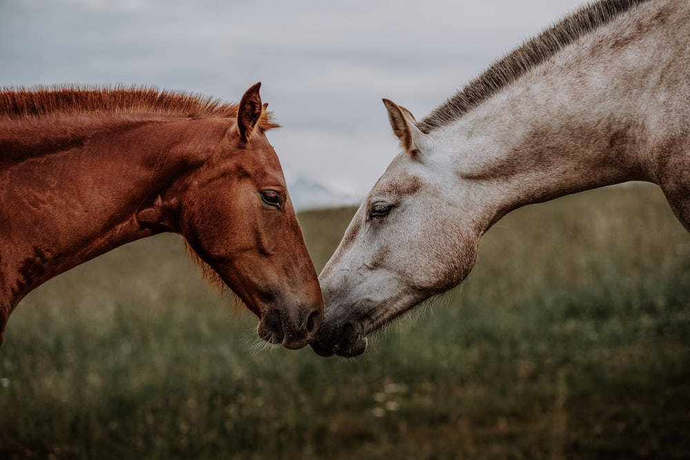 a couple of horses standing next to each other