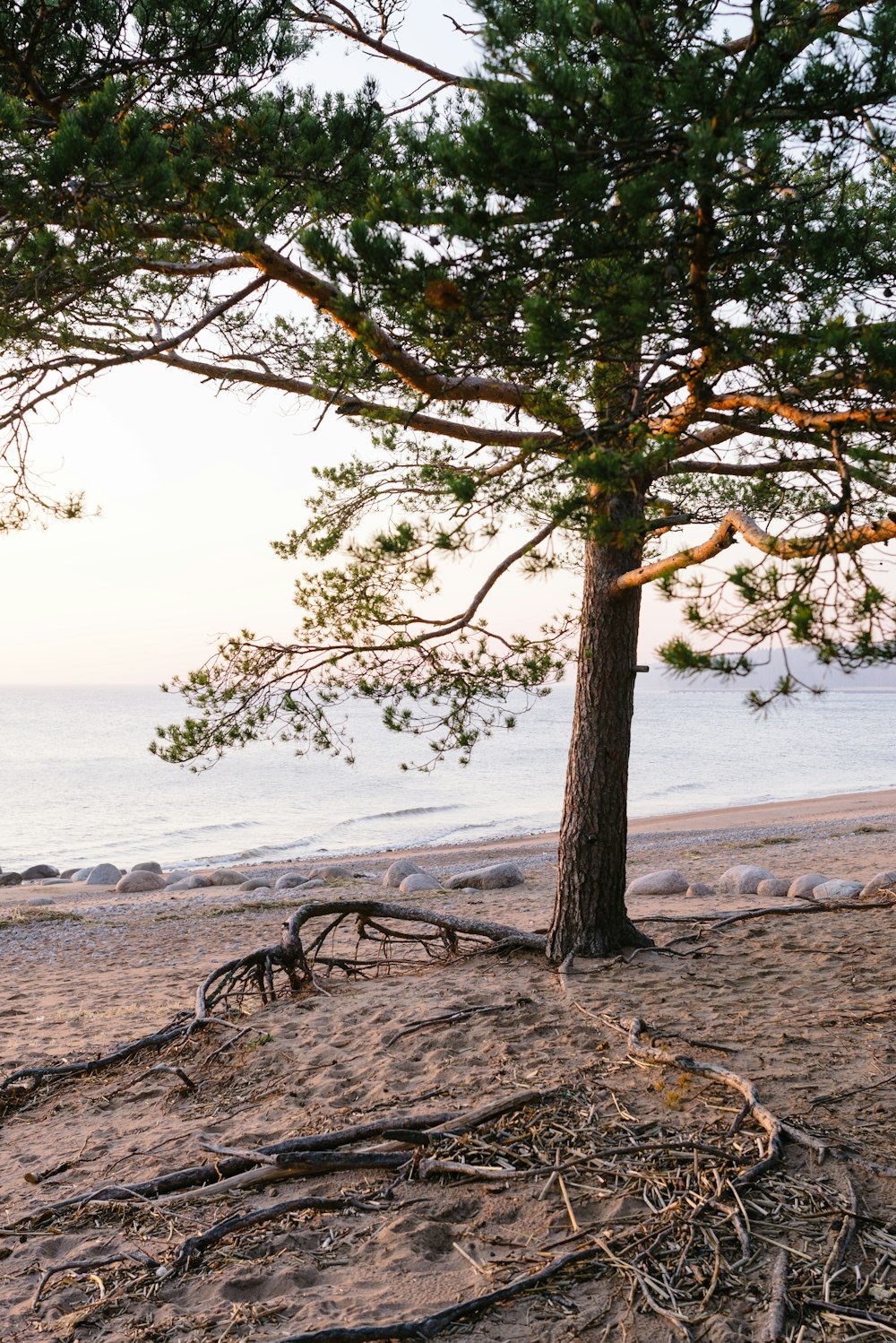 a tree next to a body of water