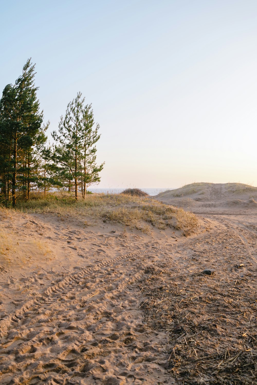 a sandy path leading to trees on a beach