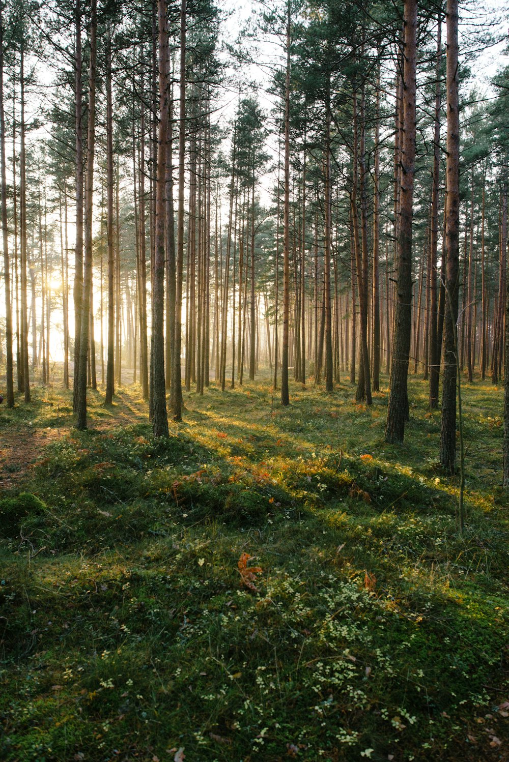 the sun is shining through the trees in the forest