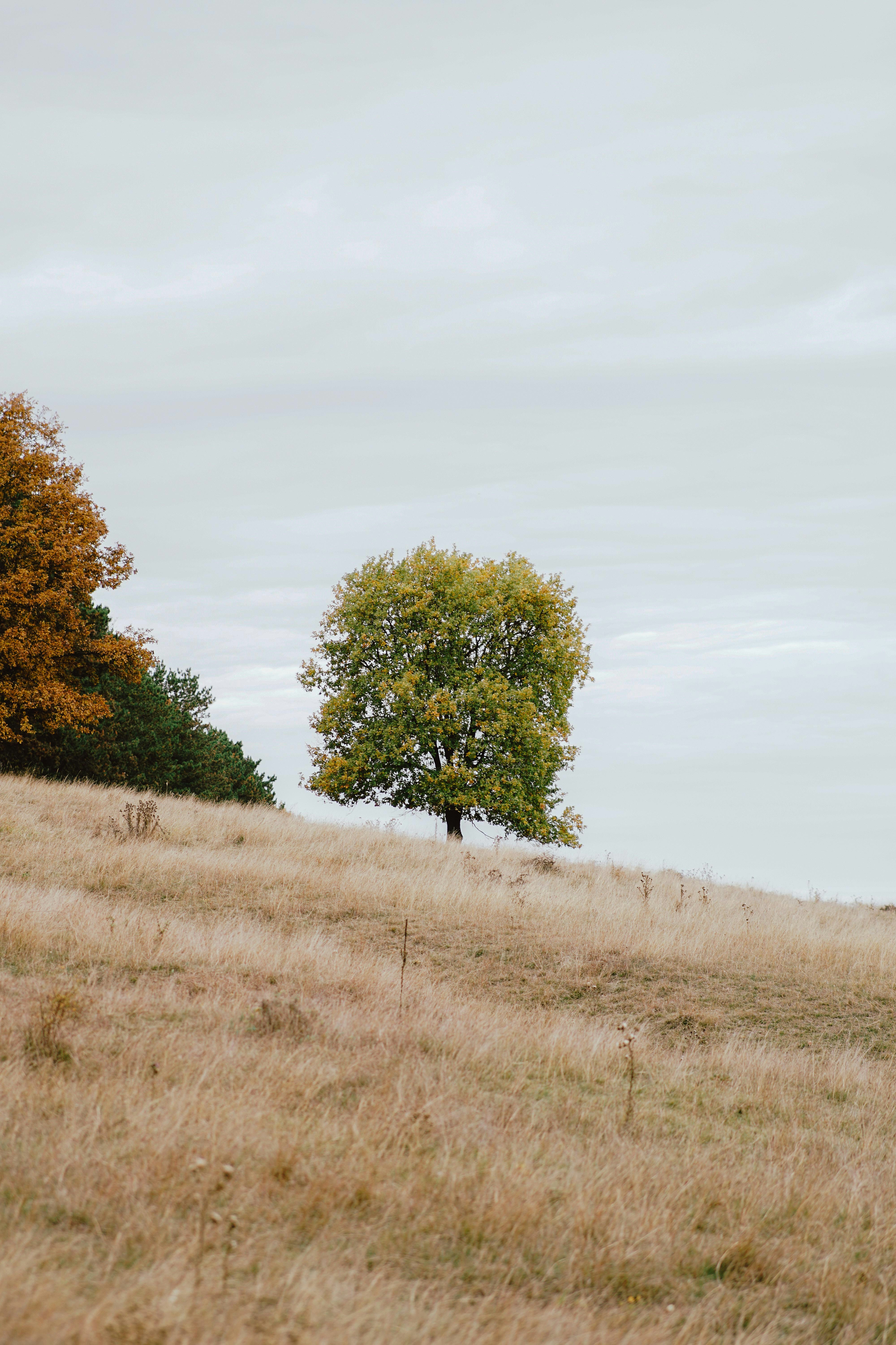 Photo by luisgherasim
