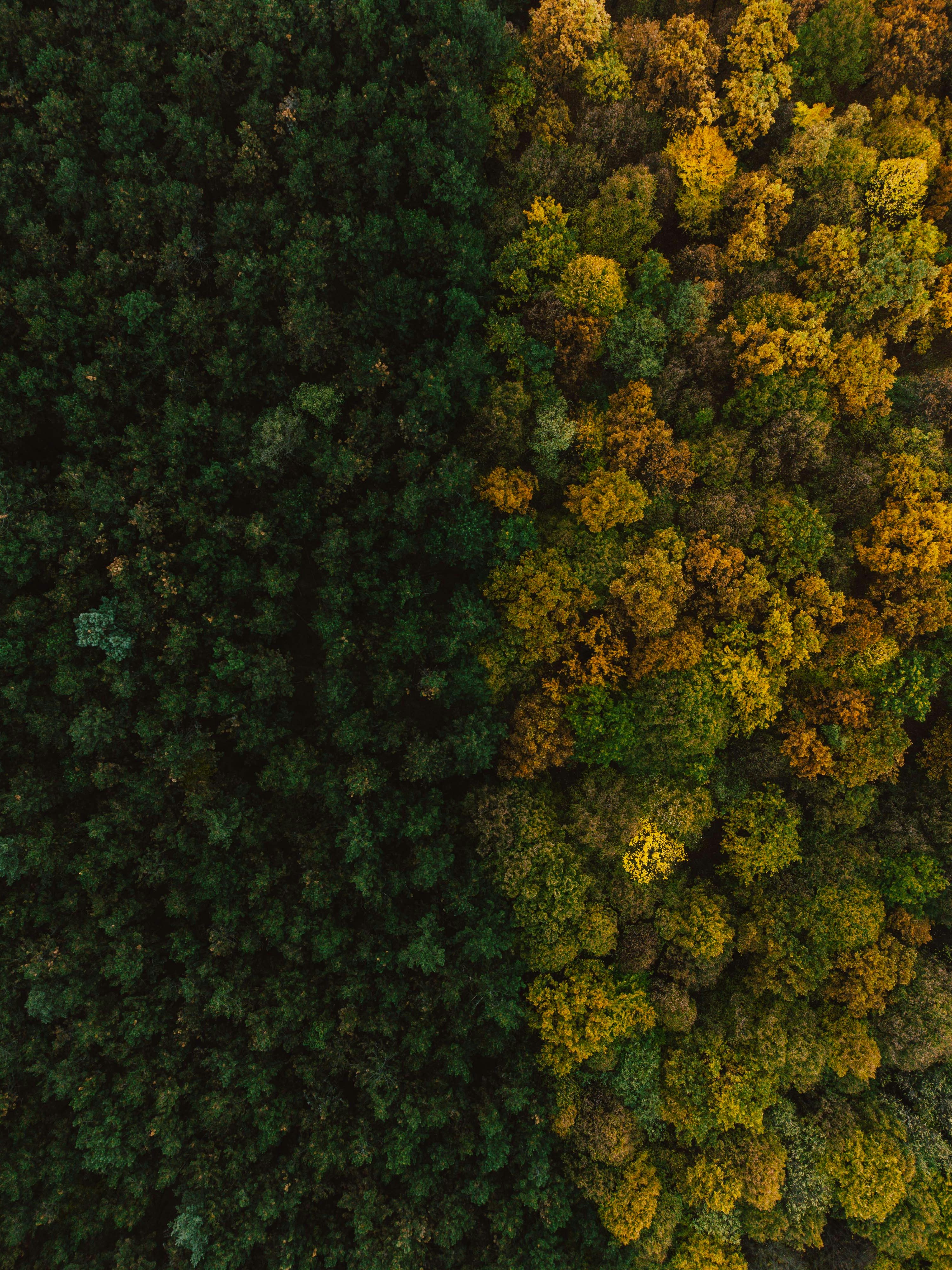 Photo by luisgherasim