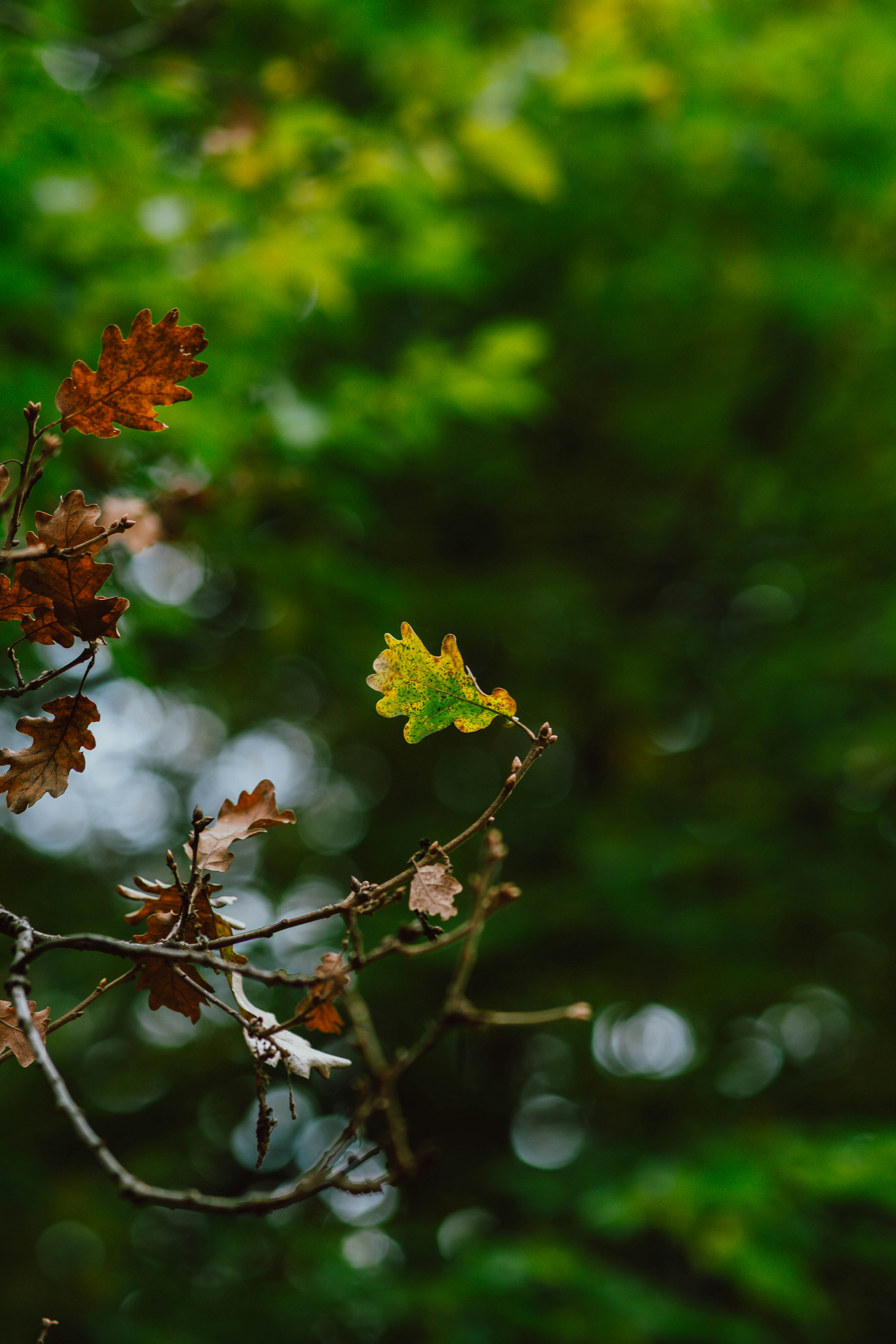 Photo by luisgherasim