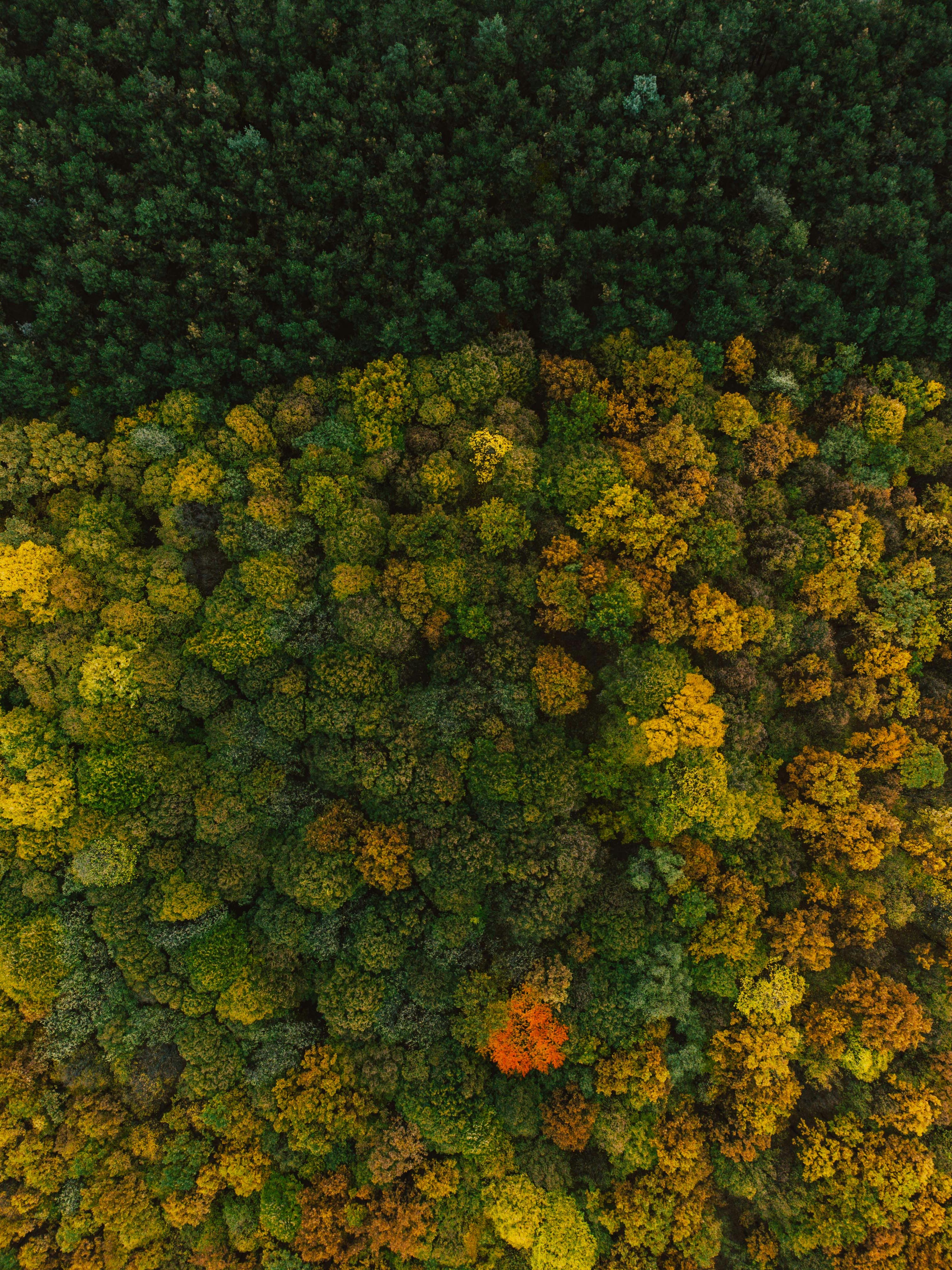 Photo by luisgherasim