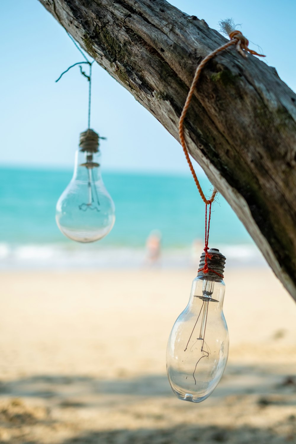 a couple of light bulbs hanging from a tree