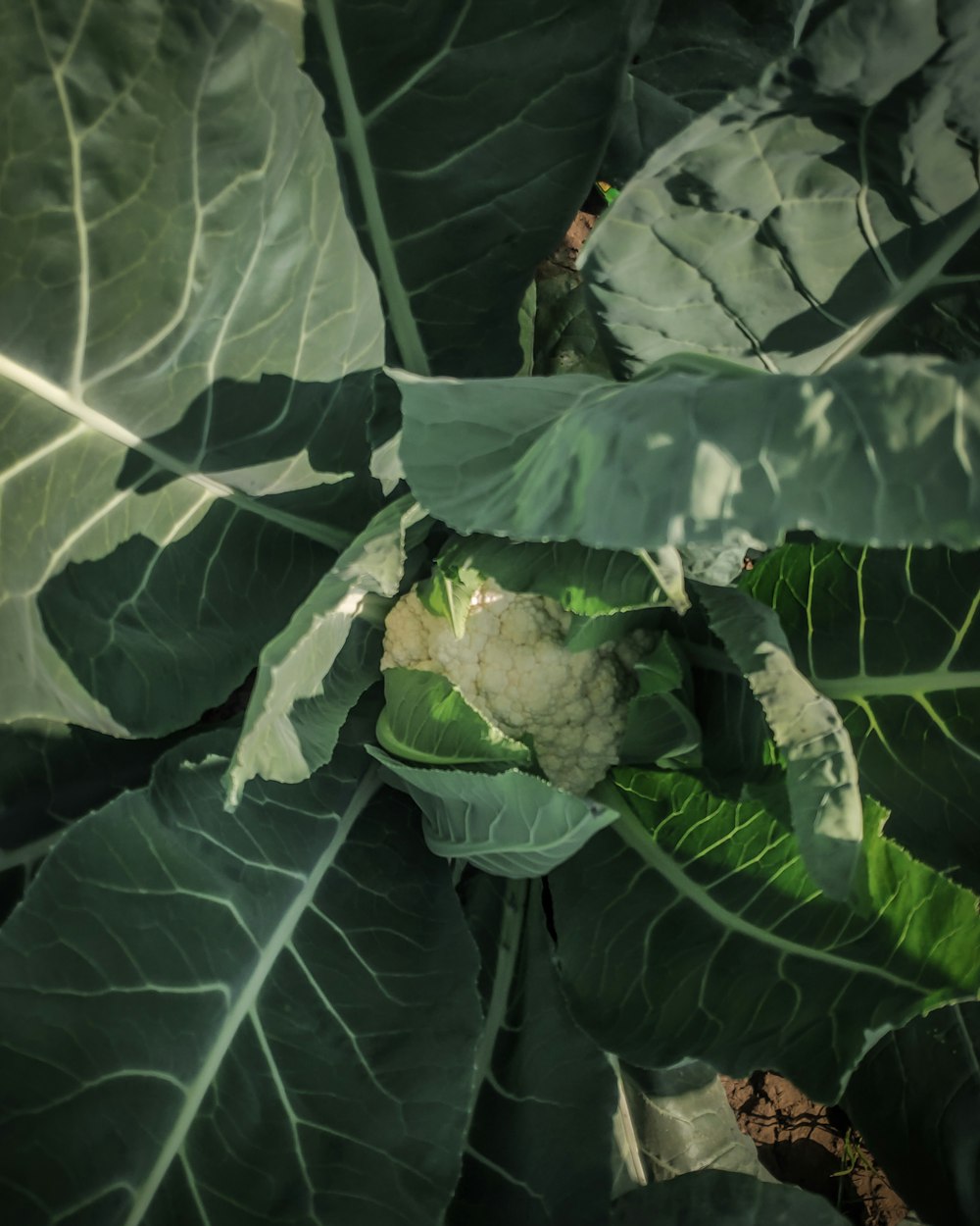 a head of broccoli growing in a garden