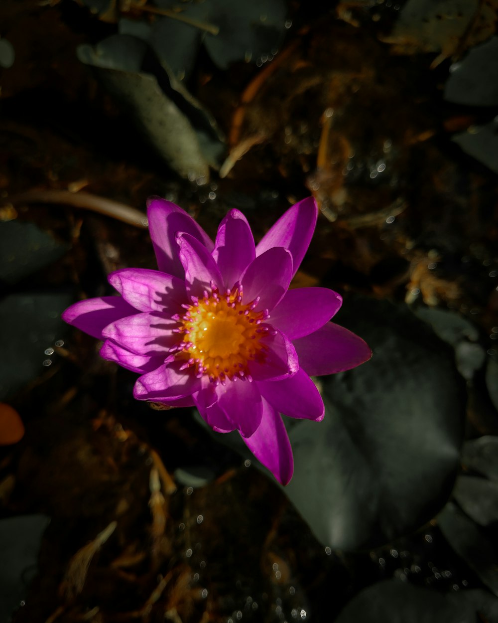 a purple flower with a yellow center surrounded by leaves