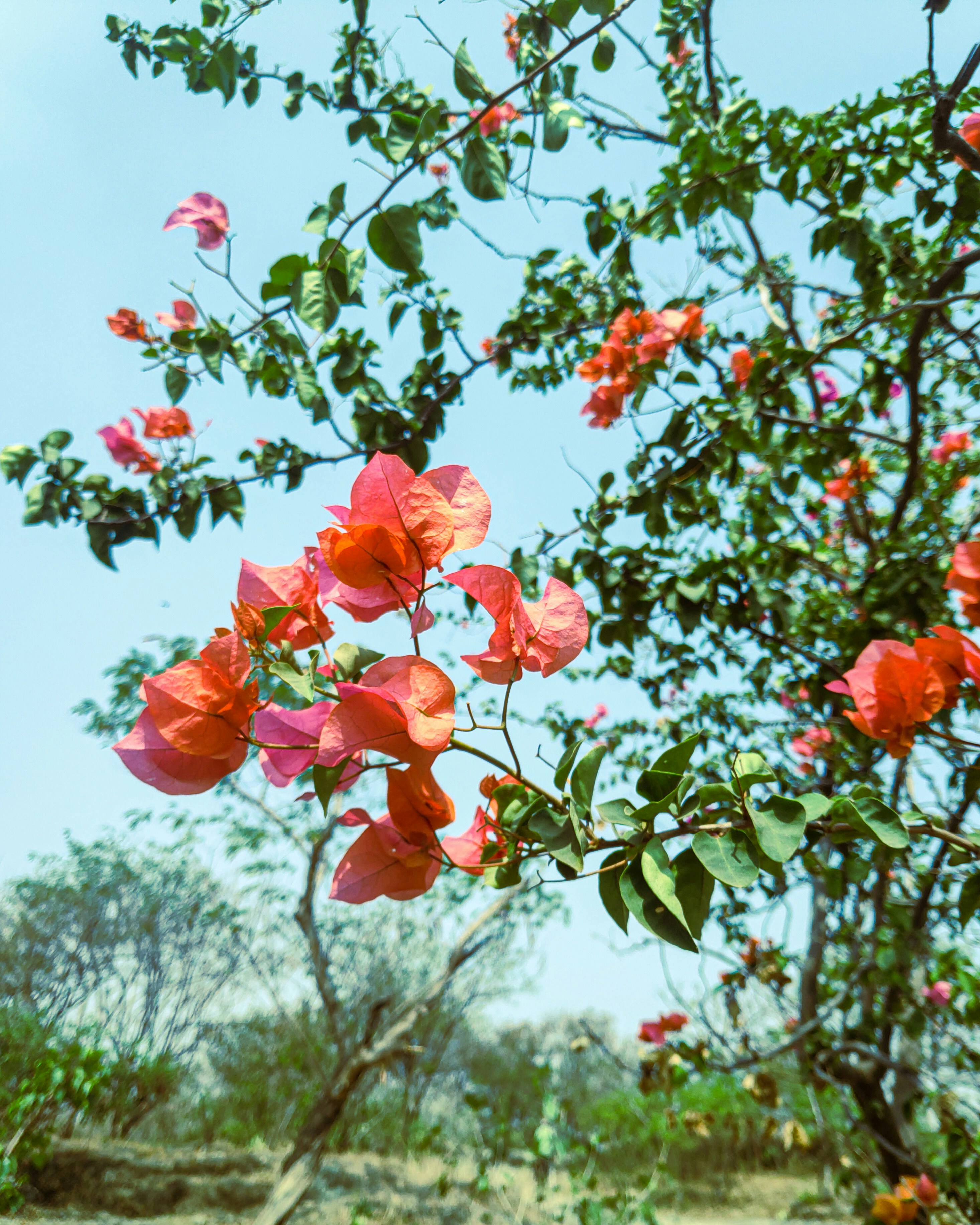 Photo by bikashpanda