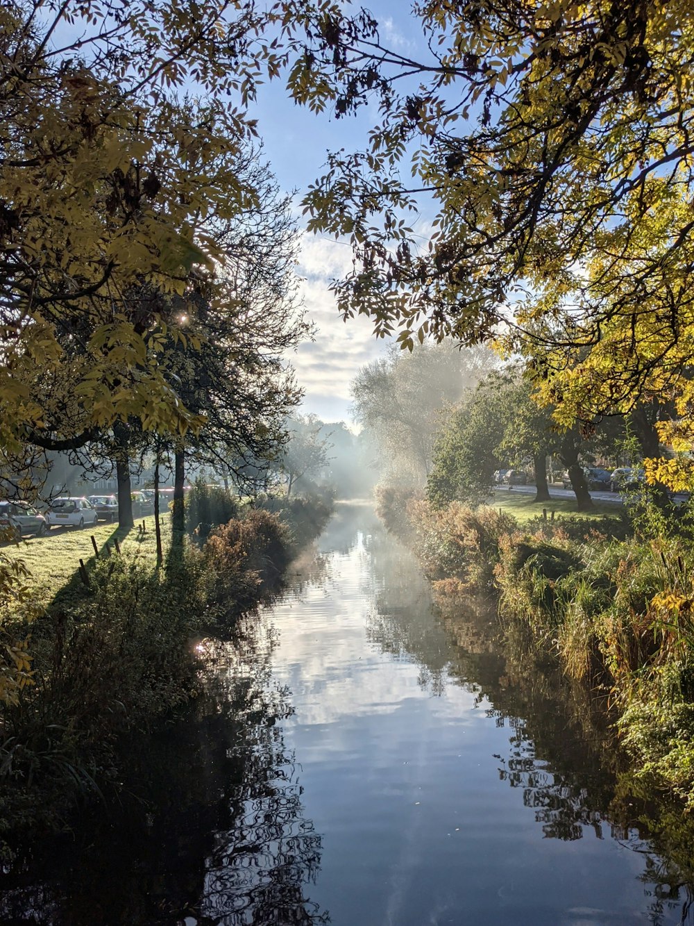 a river running through a lush green forest