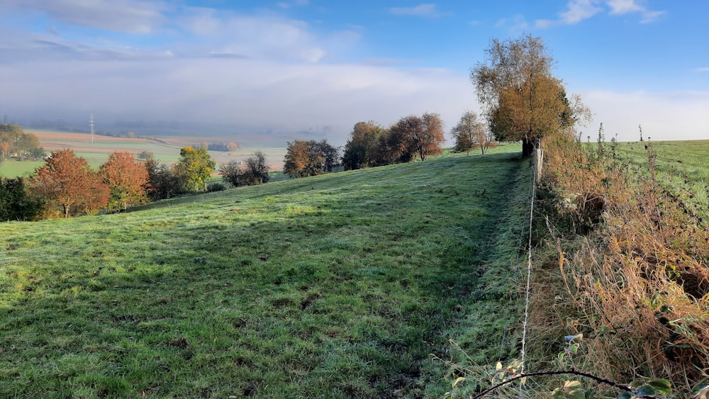 a grassy field with a fence and trees