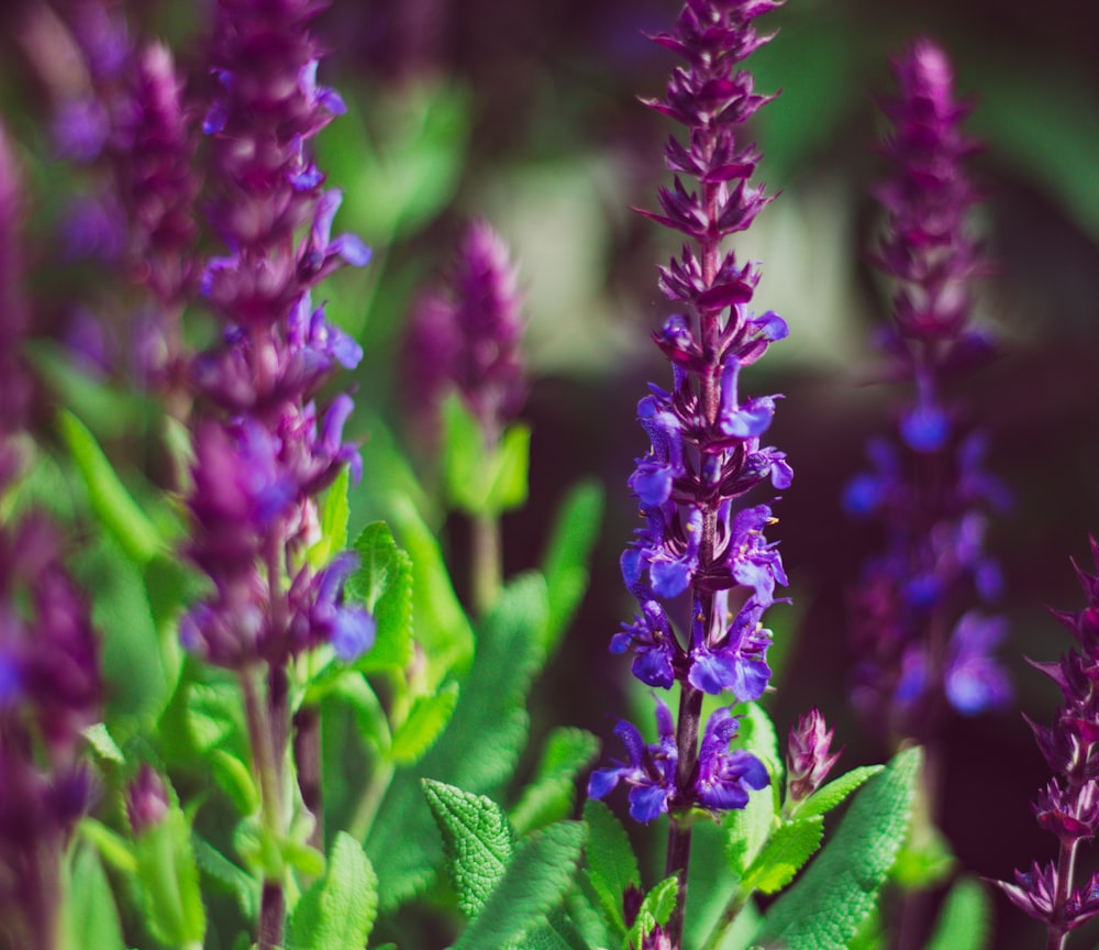 a close up of purple flowers with green leaves