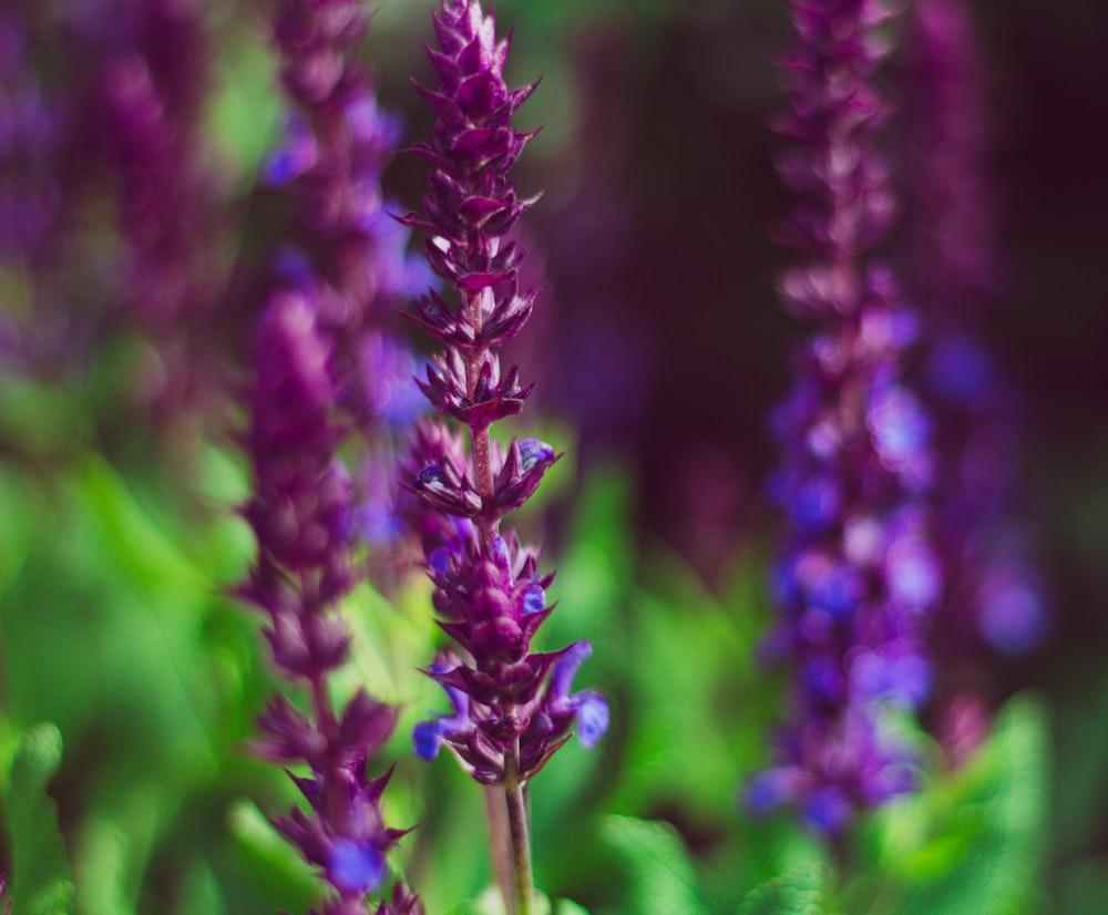 a close up of purple flowers in a field