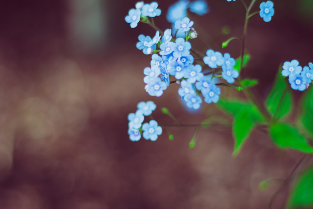 a bunch of blue flowers with green leaves