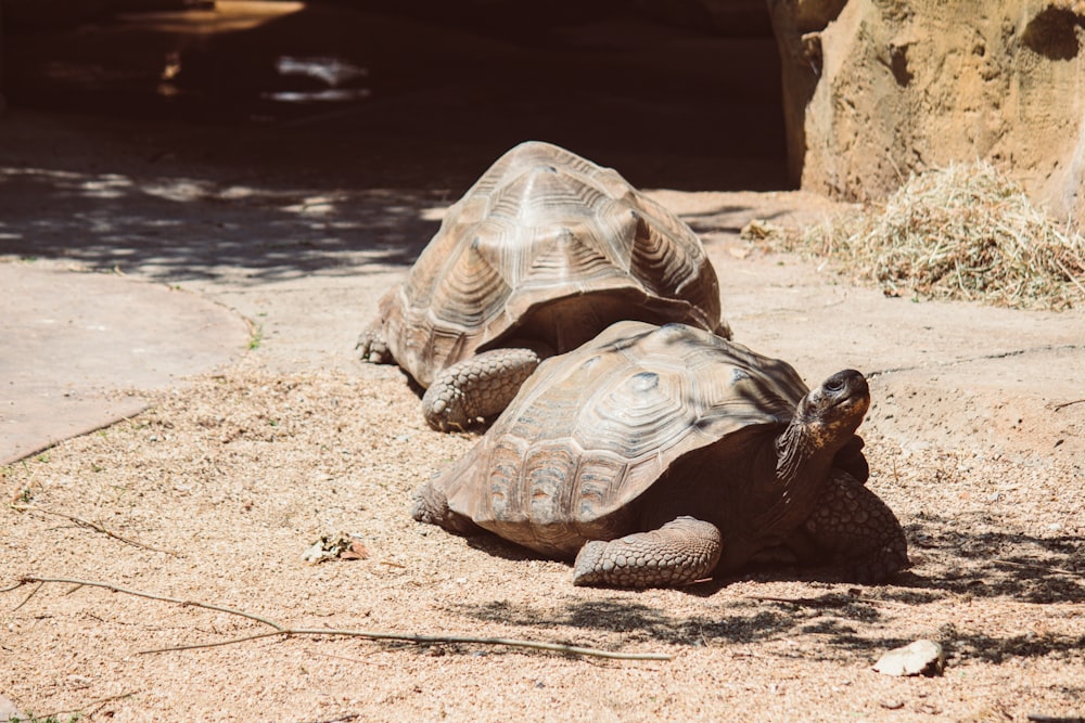 two large tortoises laying on the ground next to each other