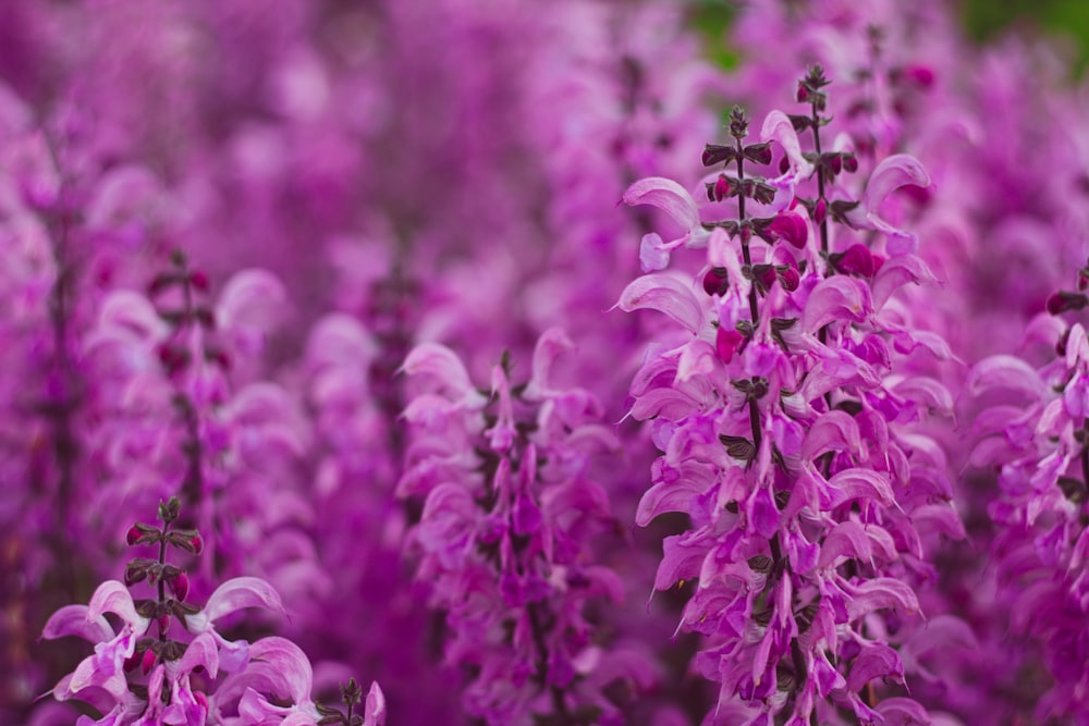 a field of purple flowers with lots of green leaves