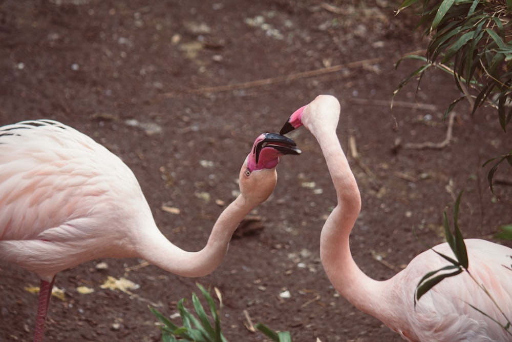 two flamingos standing next to each other in a field
