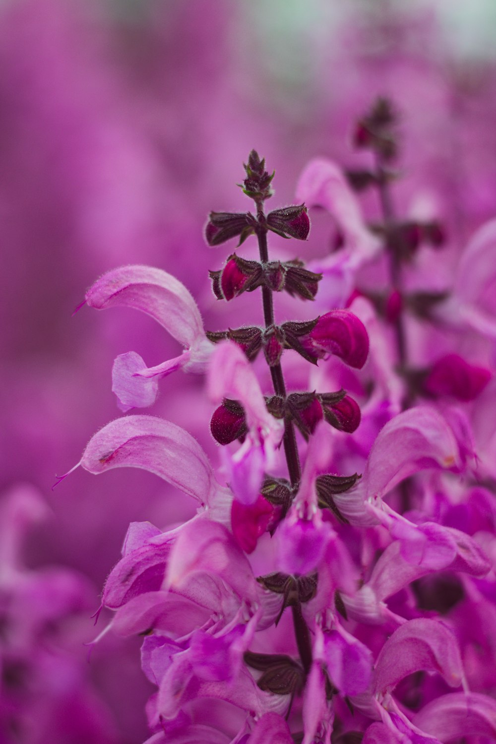 a close up of a bunch of purple flowers