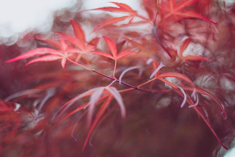 uma imagem borrada de uma árvore com folhas vermelhas