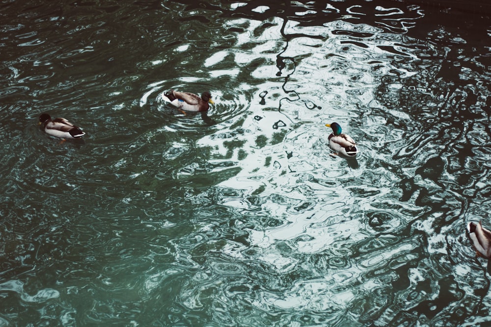 a group of ducks floating on top of a body of water