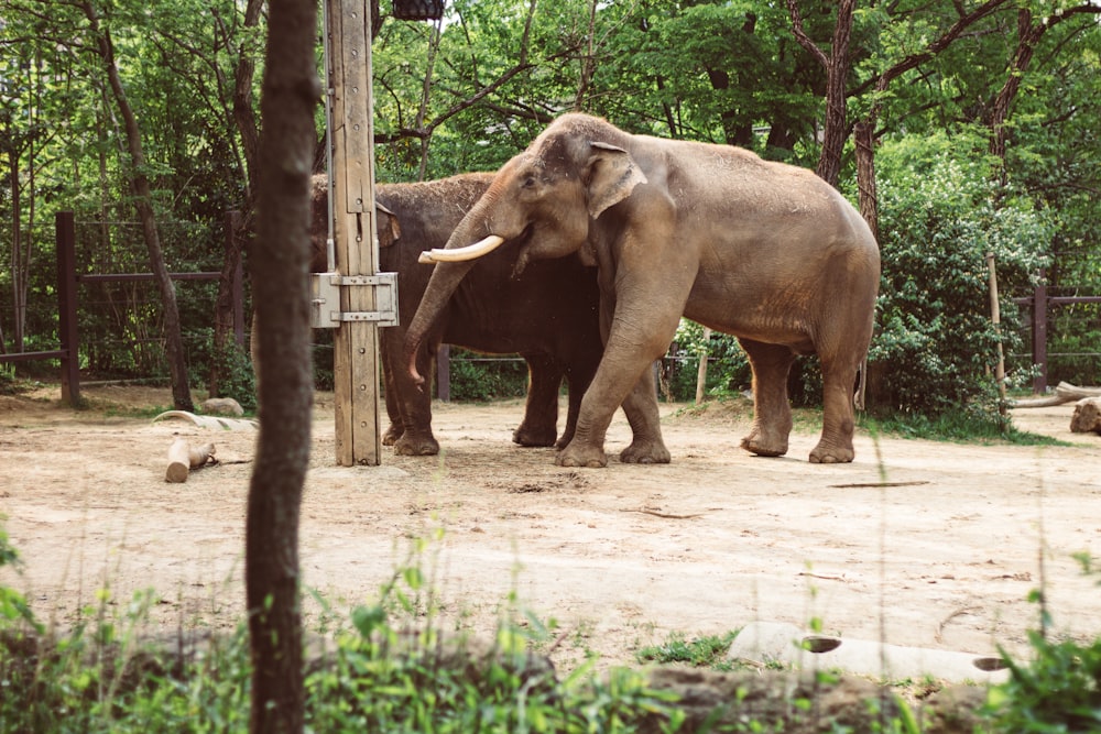 a couple of elephants standing next to each other