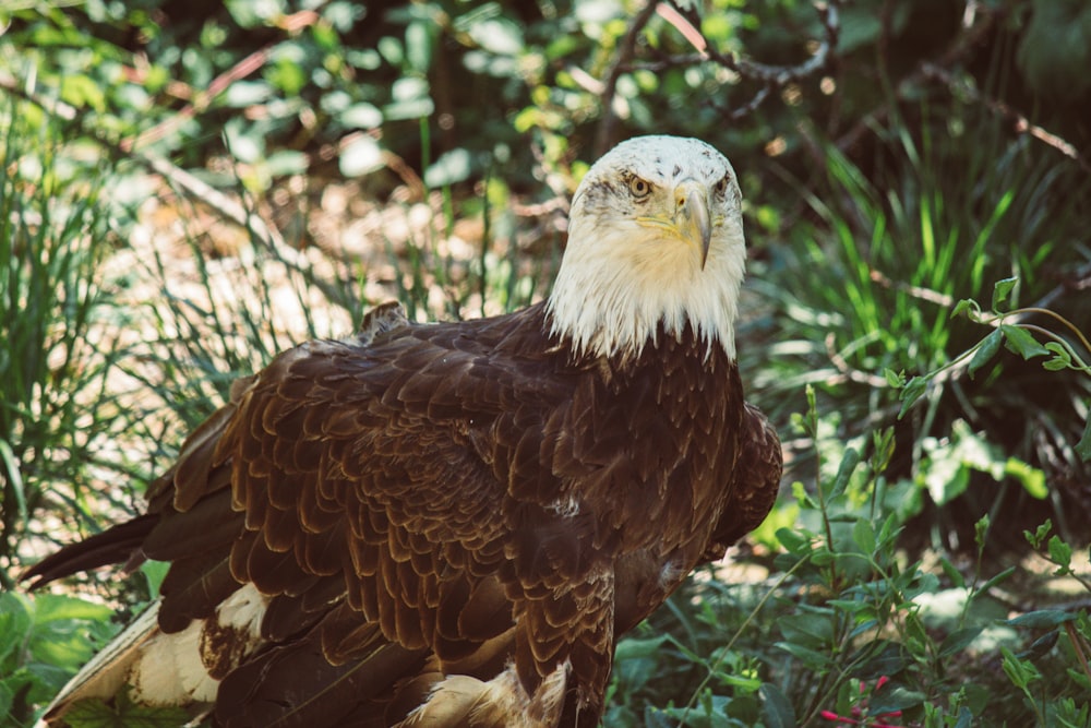 a bald eagle standing in a field of flowers