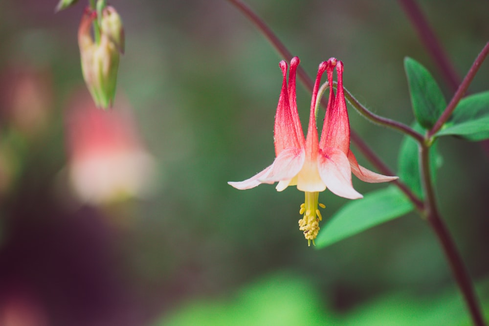 a close up of a flower with a blurry background