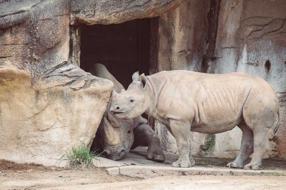 a rhino standing next to a rock wall